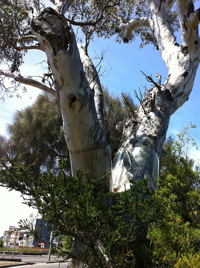 Corroboree Tree (River Red Gum) 2012